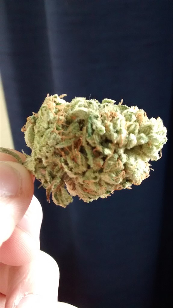 Denver Maple