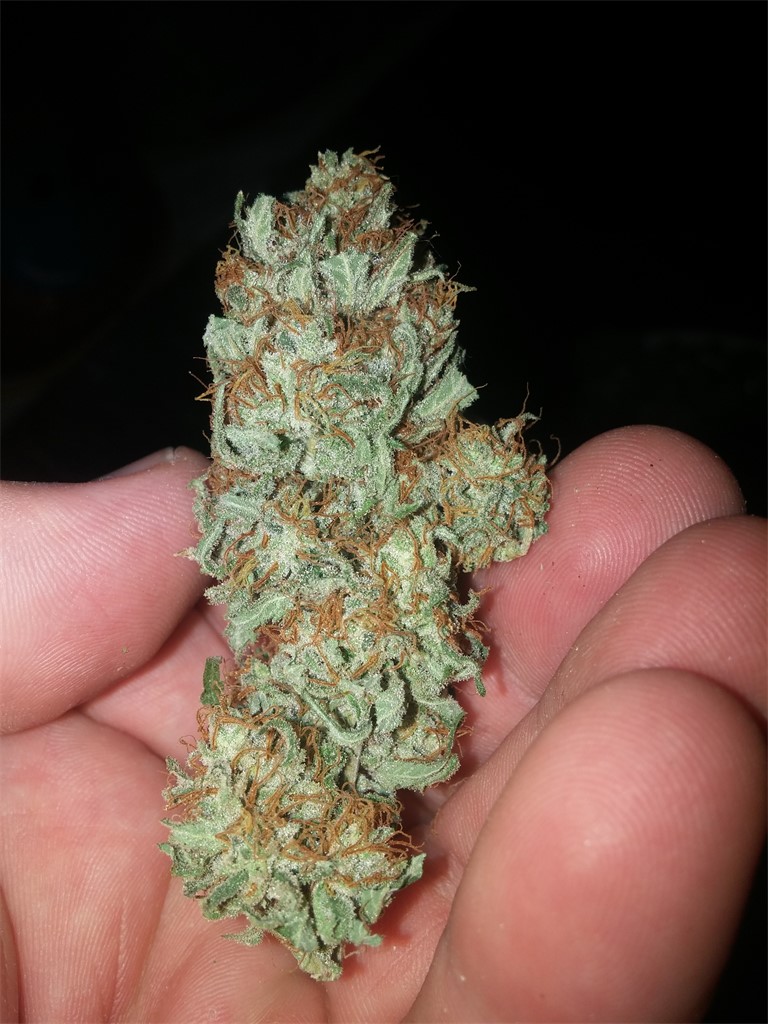 Devil Fruit