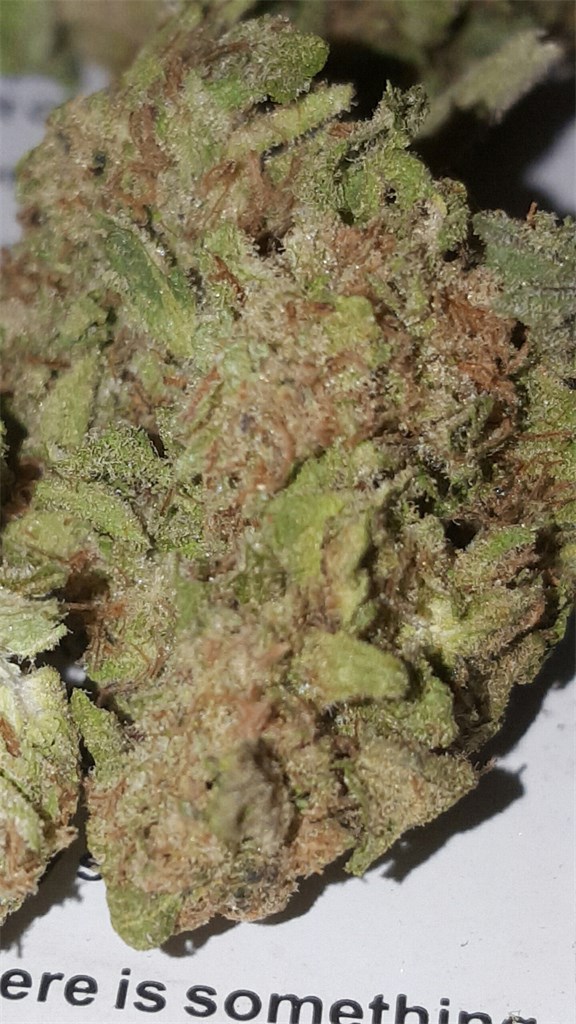 Foto de la variedad Dieseltonic