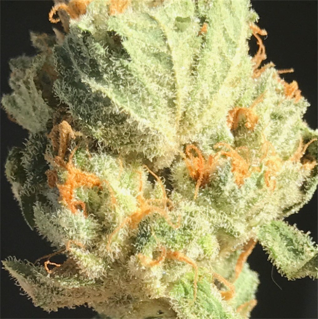 Dizzy OG