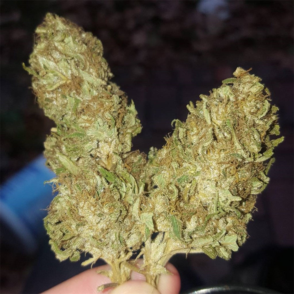 True Blueberry