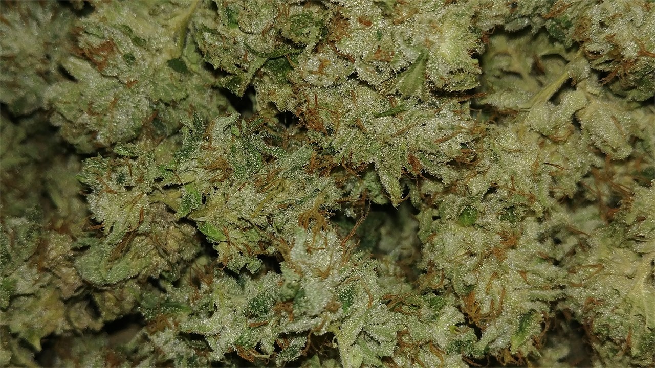Foto de la variedad Dawg Walker