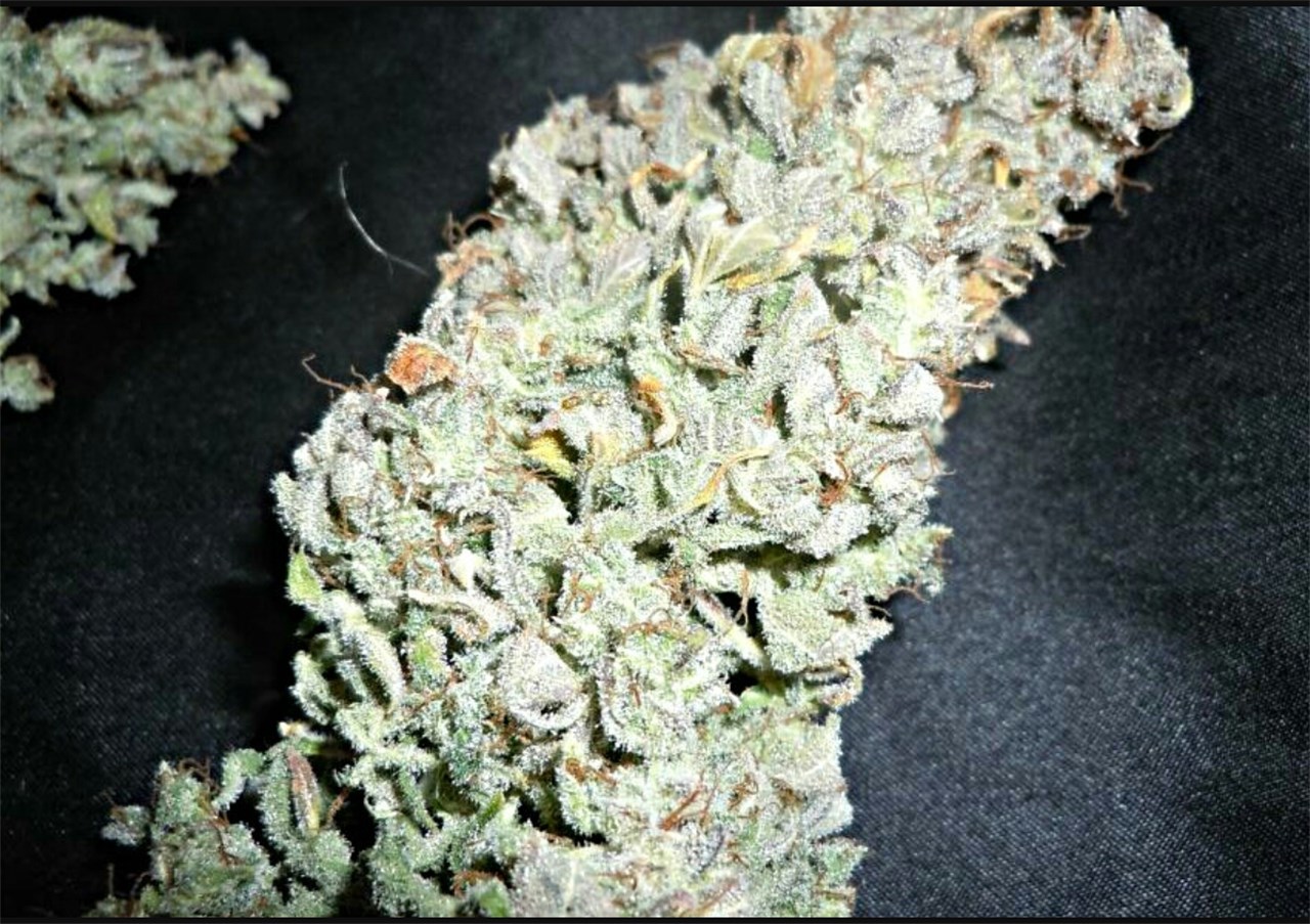 Dr. Feelgood