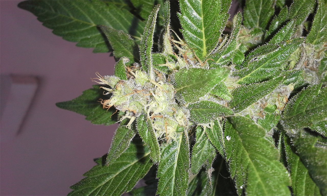 Dr. Grinspoon