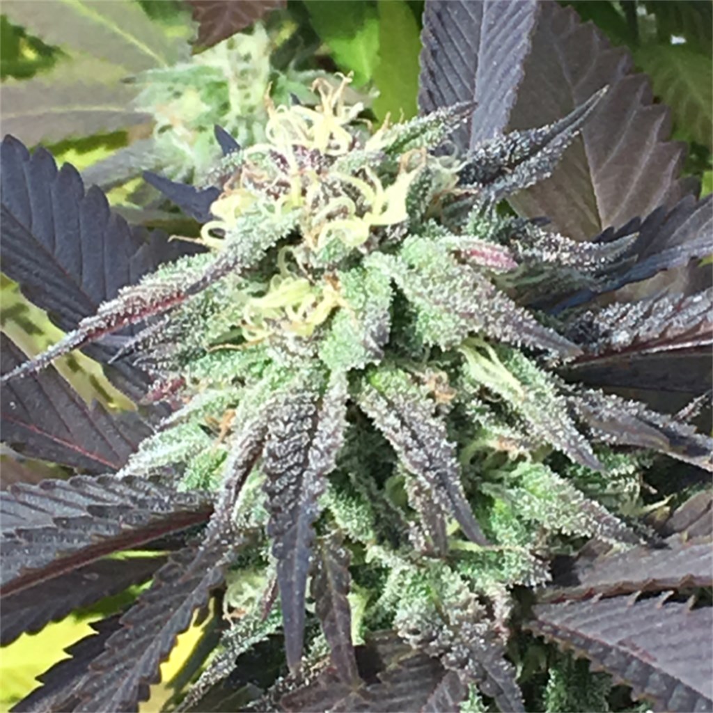 Foto de la variedad Dr Who
