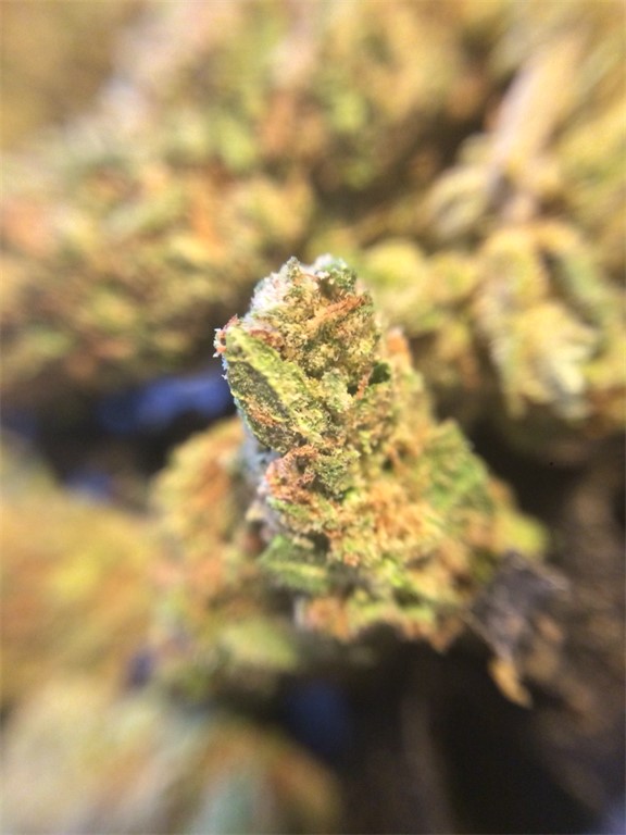 Dream Berry