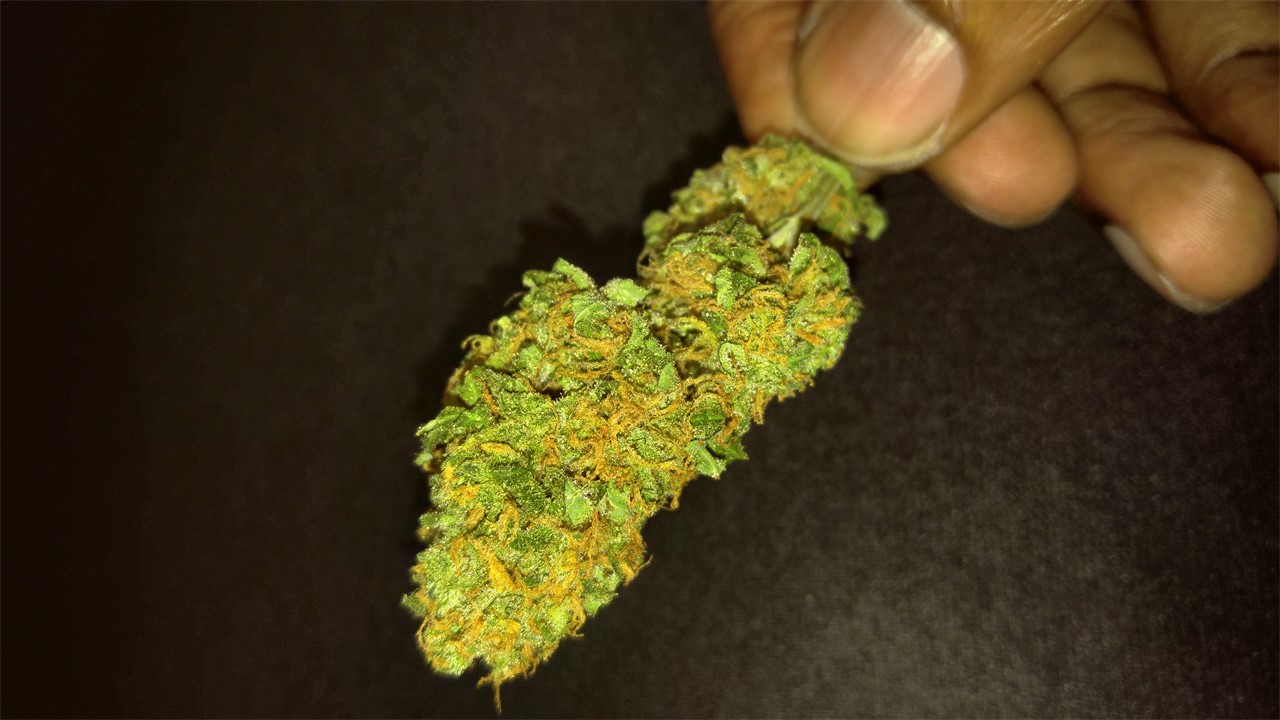 Foto de la variedad Drizella