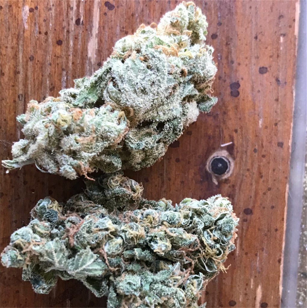 Foto de la variedad Durban Cookies
