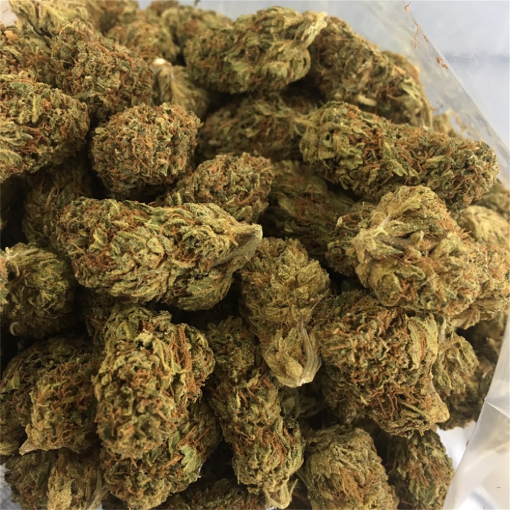 Foto de la variedad Dutch Dragon