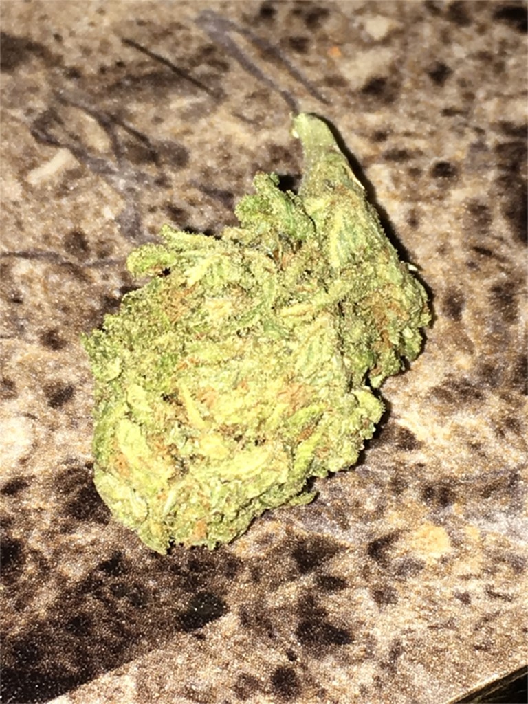 Foto de la variedad Dutch Queen
