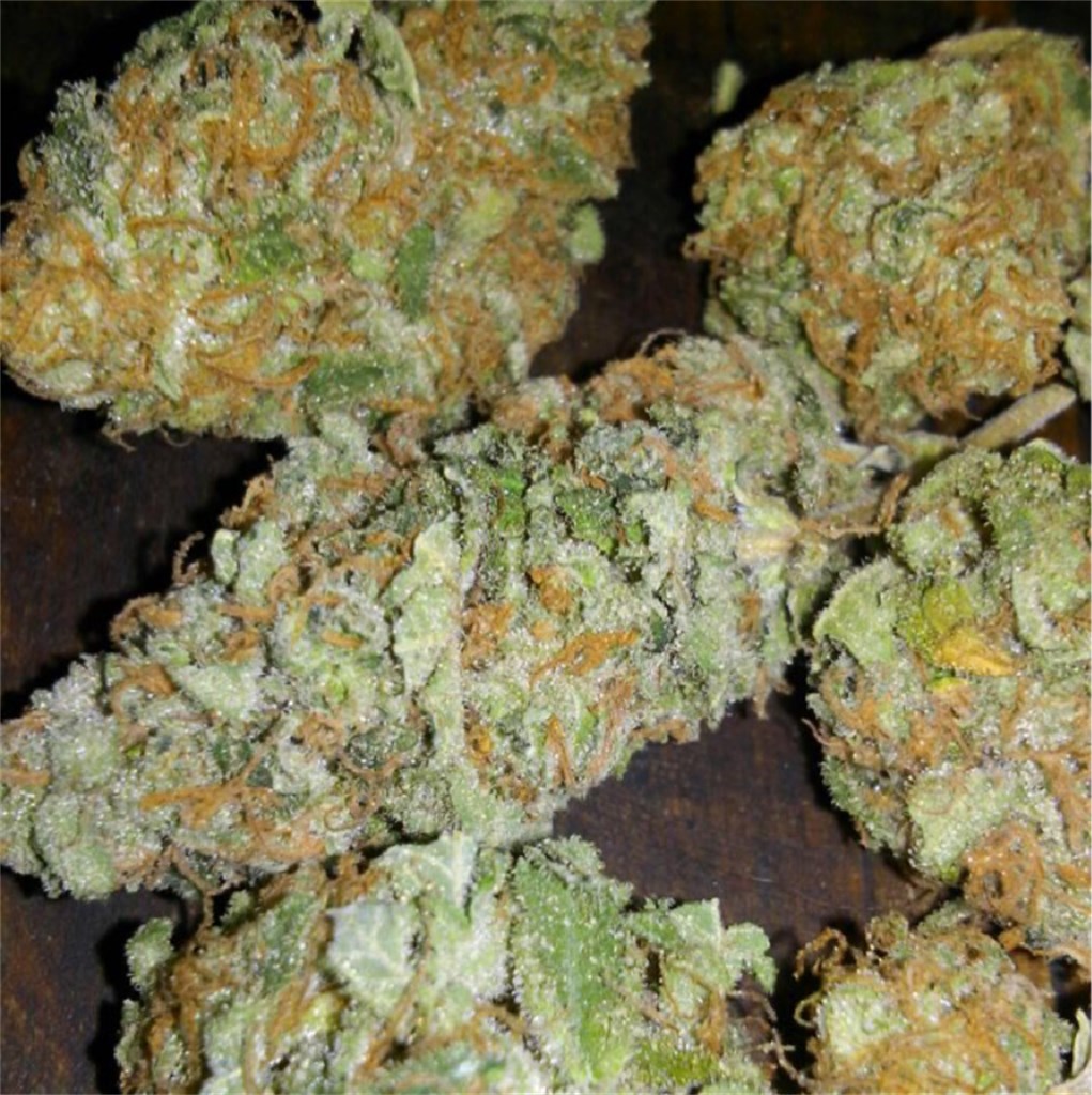 Foto de la variedad Early Girl