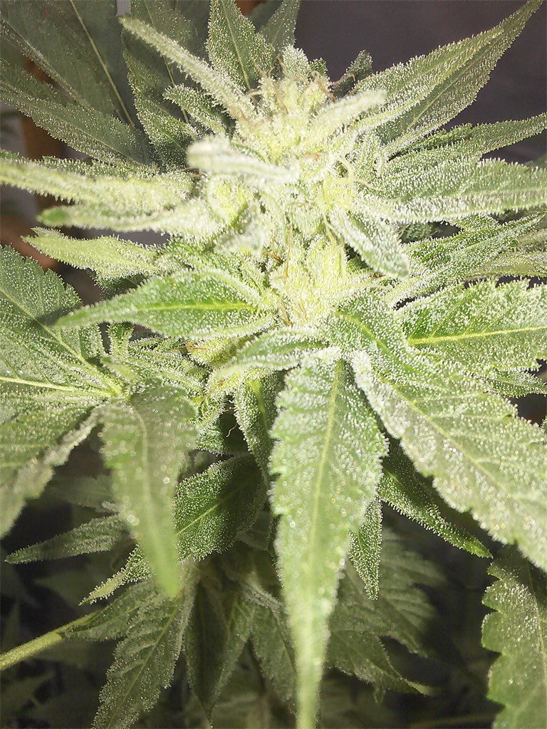 Foto de la variedad Earth OG