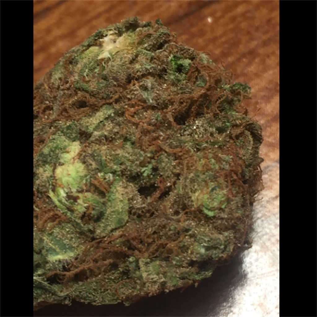 East Coast Alien