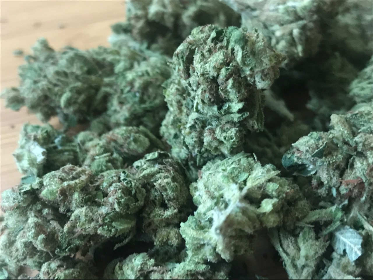 Foto de la variedad ECSD