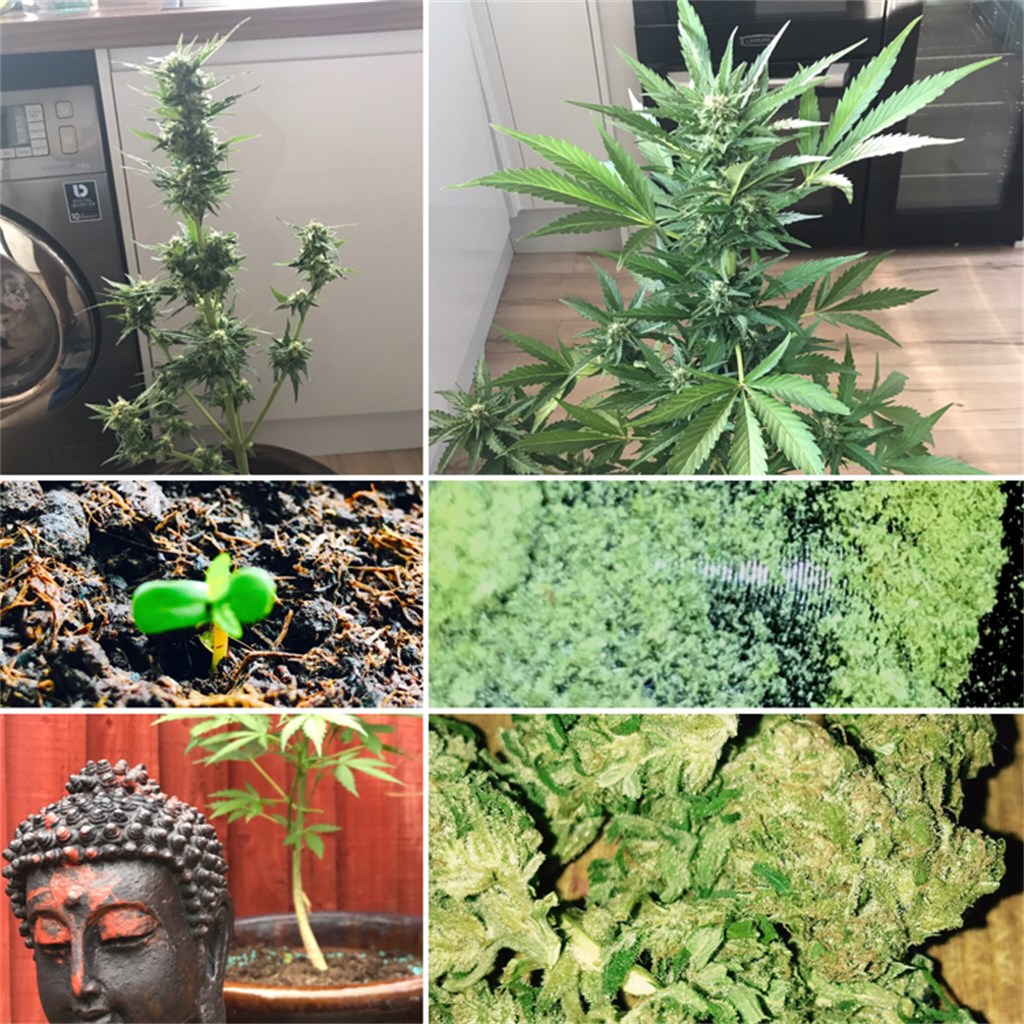 Foto de la variedad Easy Bud
