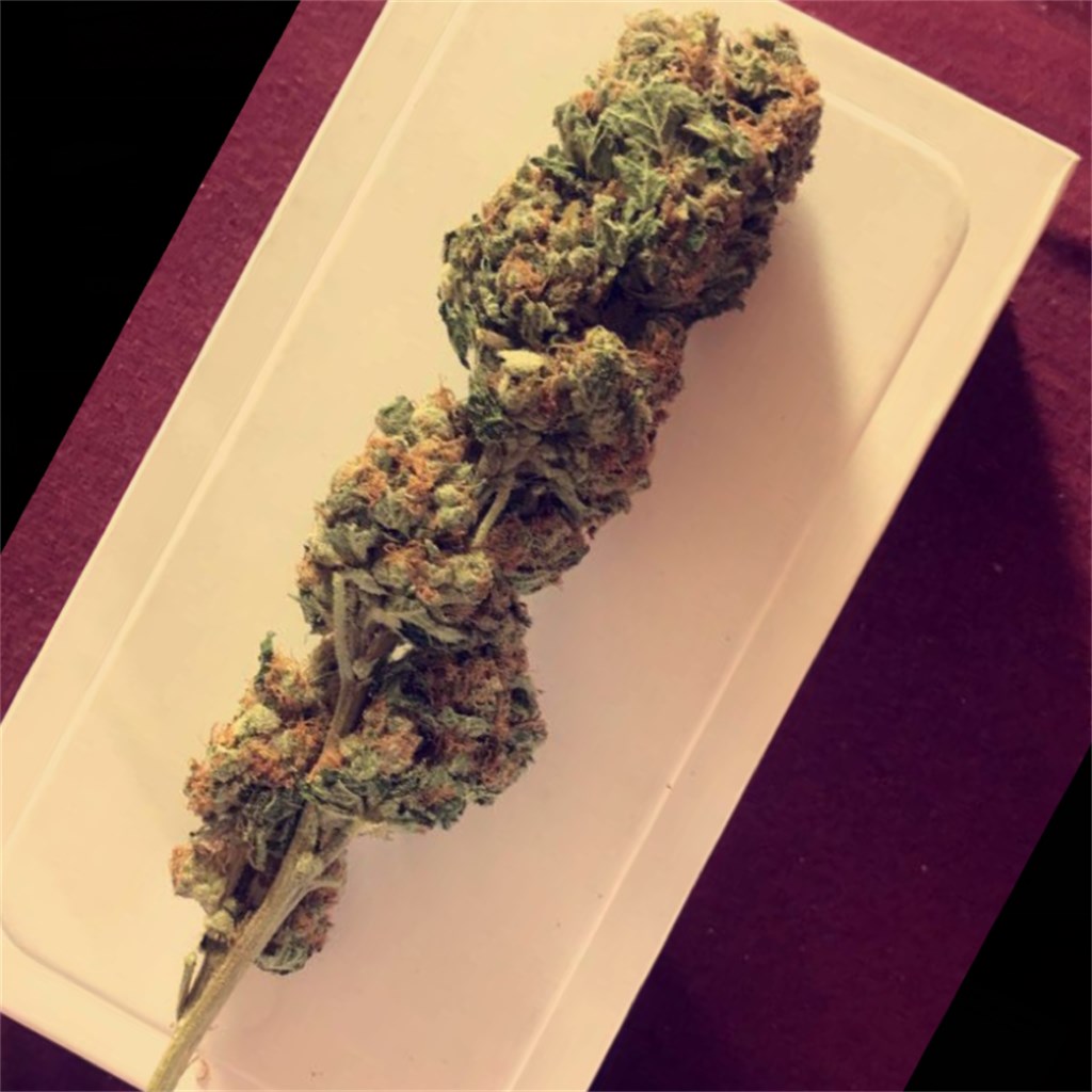 Foto de la variedad ERSB