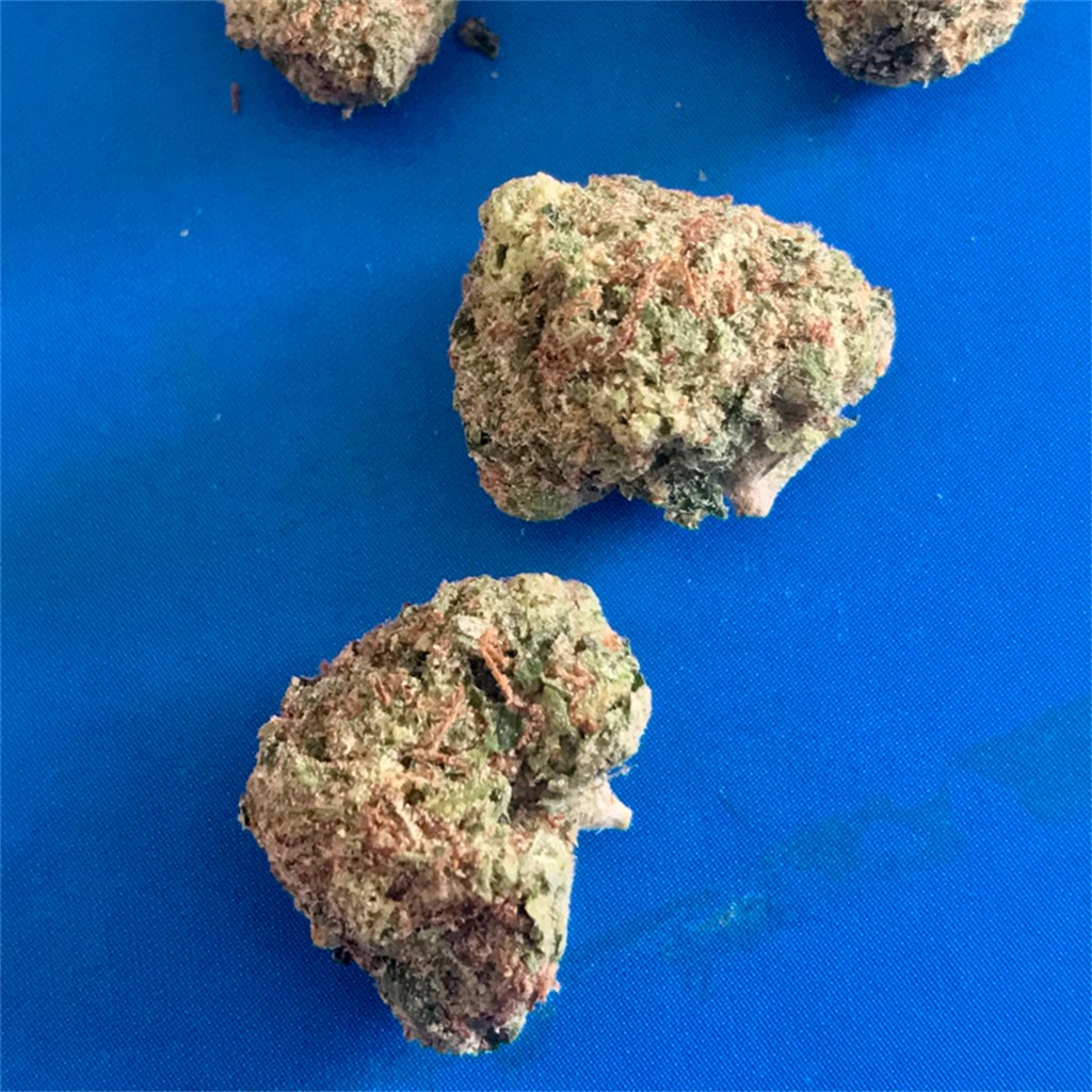 Foto de la variedad El Jefe