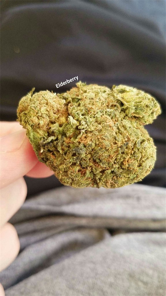 Foto de la variedad Elderberry Kush