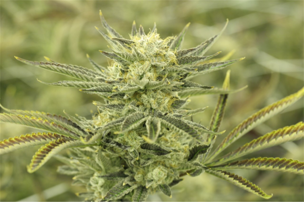 Foto de la variedad Electric Lemon G