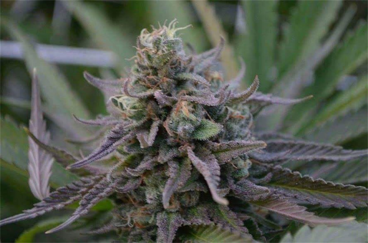 Foto de la variedad Elvis