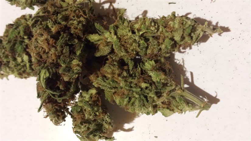 Foto de la variedad Endless Sky
