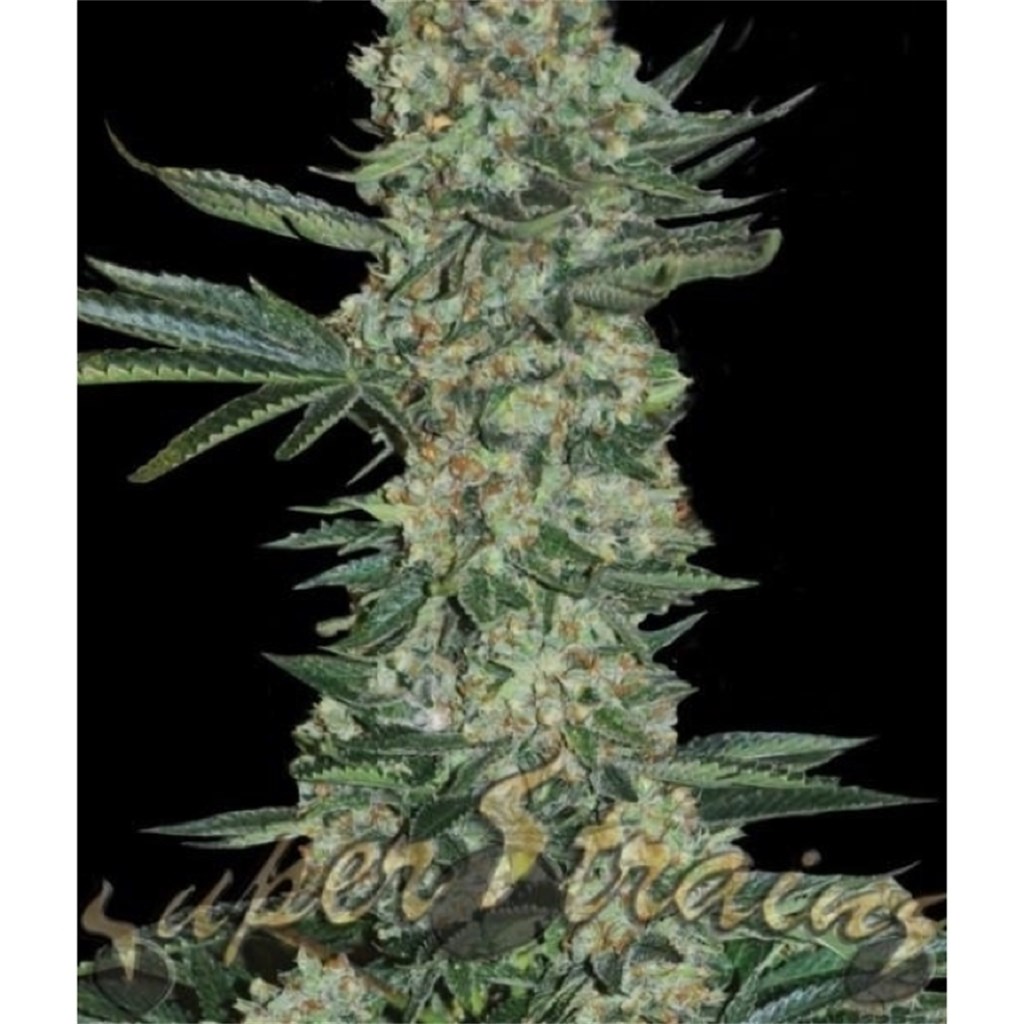 Foto de la variedad Enemy of the State