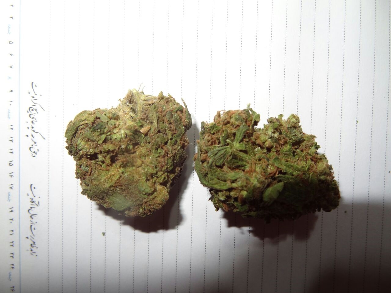 Foto de la variedad Enigma OG