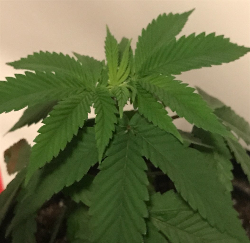 Foto de la variedad Eran Almog