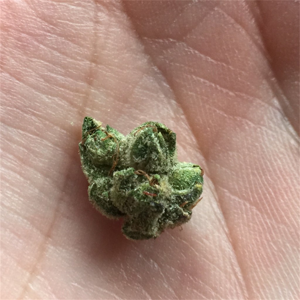 Face Off OG
