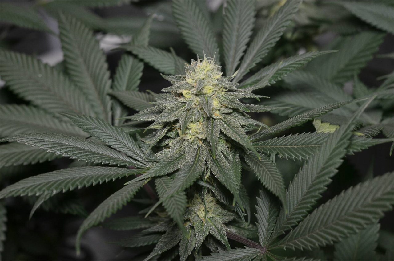 Foto de la variedad Fallen Angel