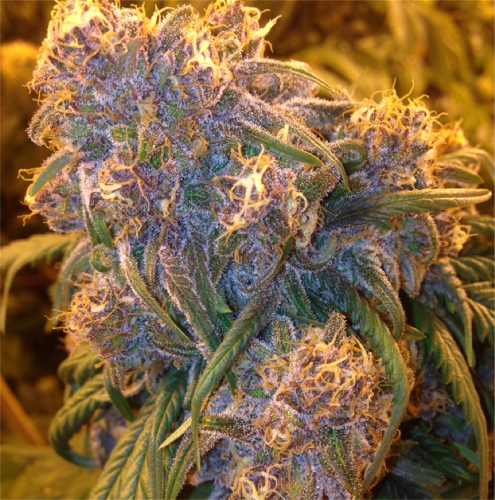 Fat Purple