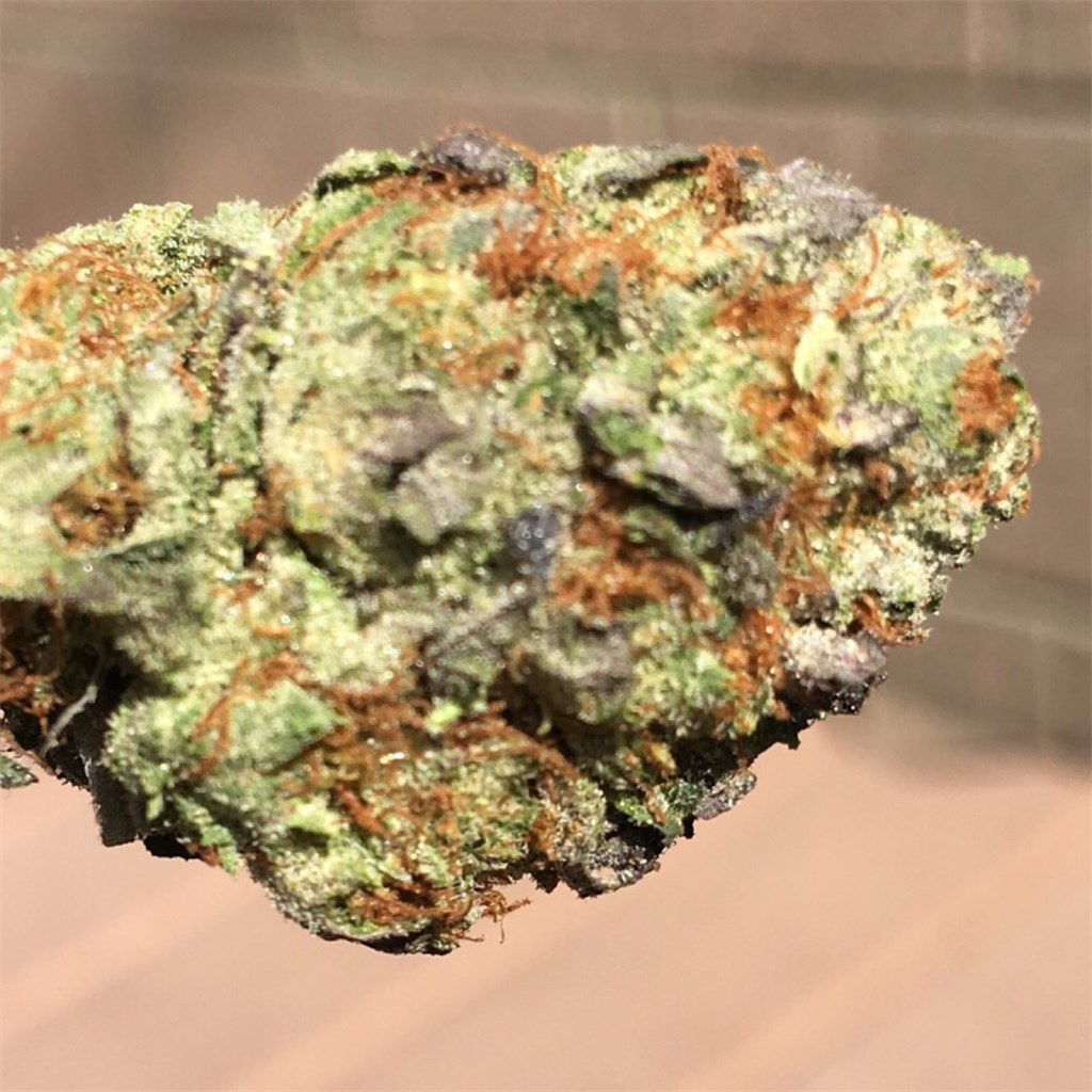 Foto de la variedad Fortune Cookie
