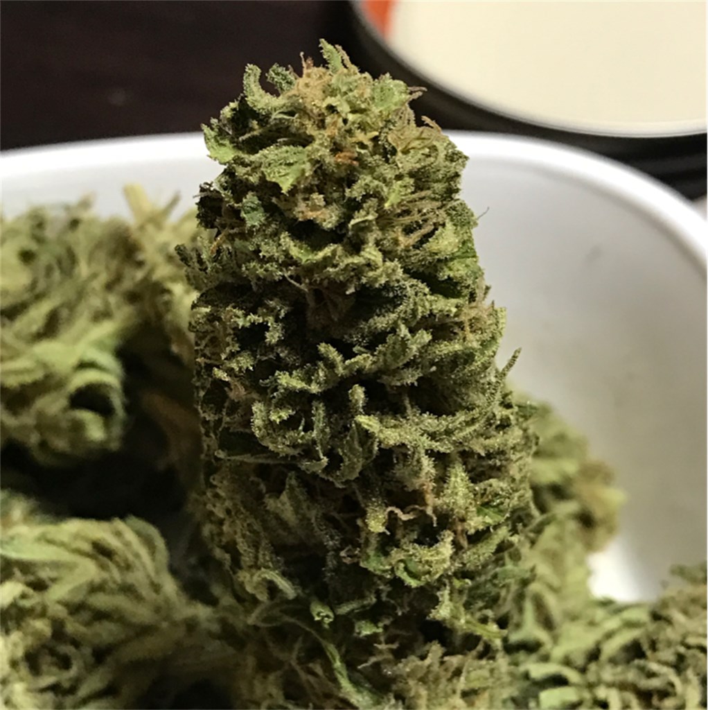 Foto de la variedad Franks Gift