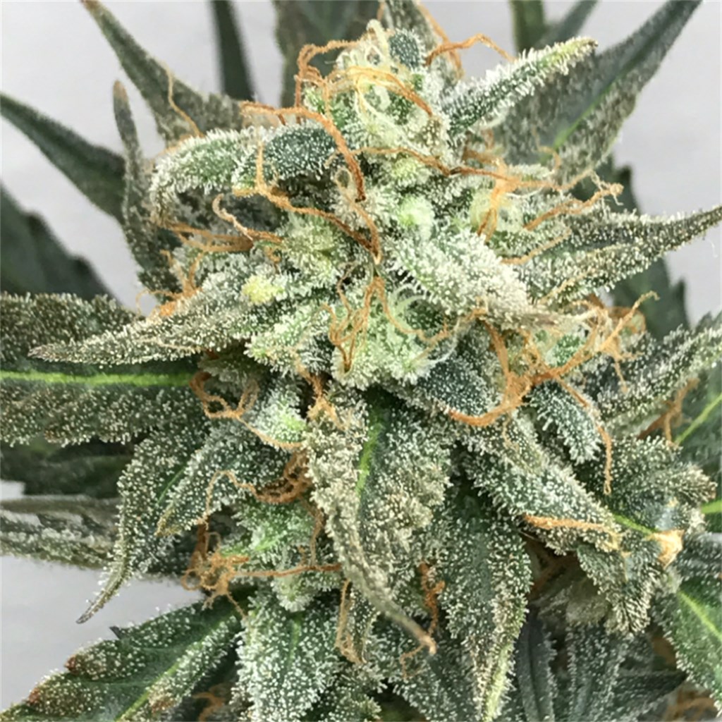 Foto de la variedad Fruit Punch