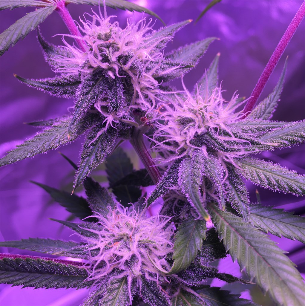 Foto de la variedad Full Moon
