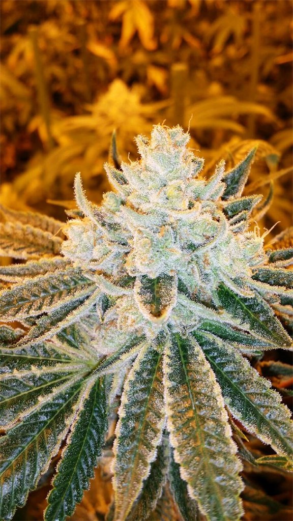 Foto de la variedad Future