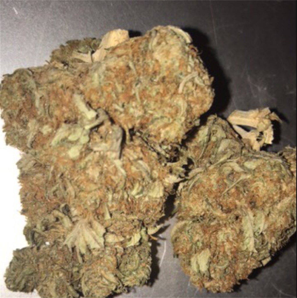 Foto de la variedad G Force