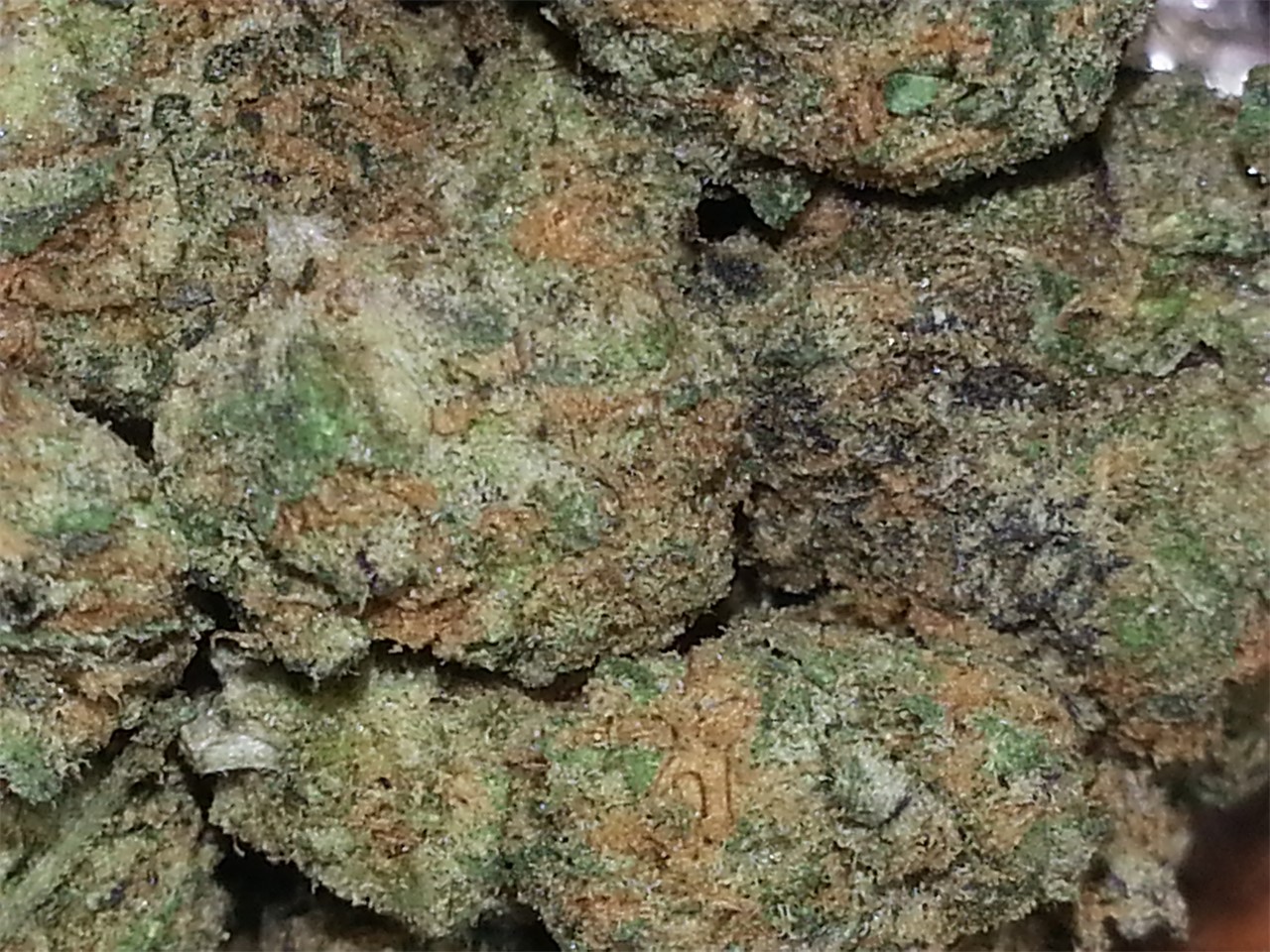 G13 Widow