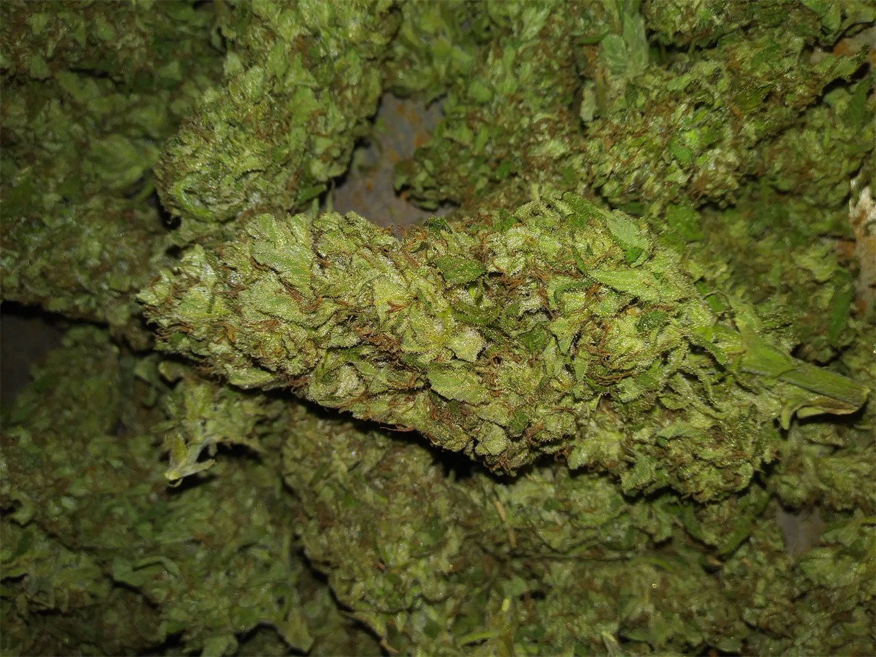 Foto de la variedad G 13