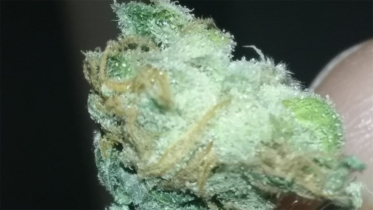 Gigabud
