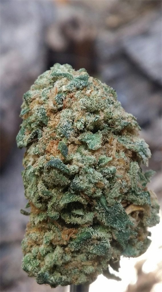 Foto de la variedad Glass Slipper