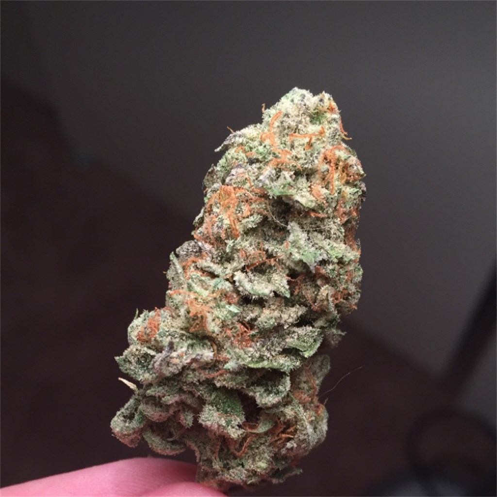 Foto de la variedad GoTime