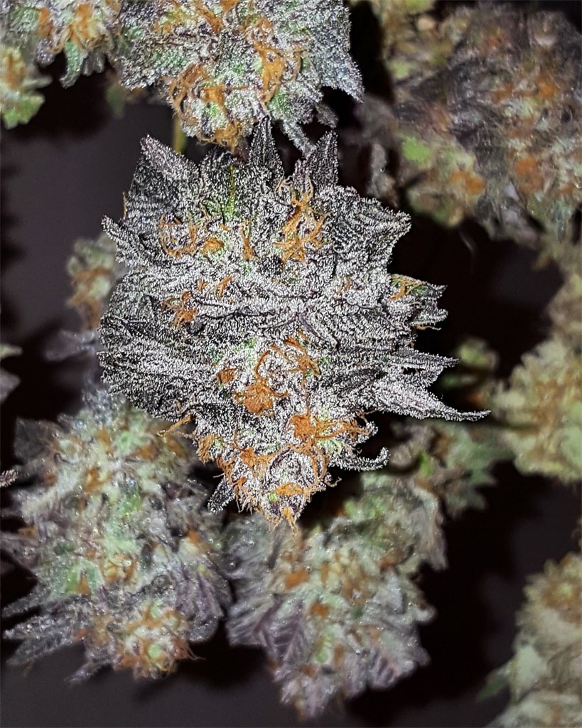 Foto de la variedad Gobbilygoo