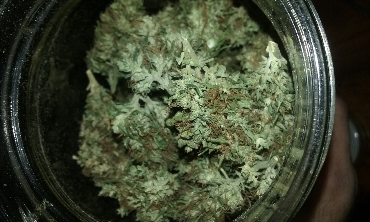 Godzilla