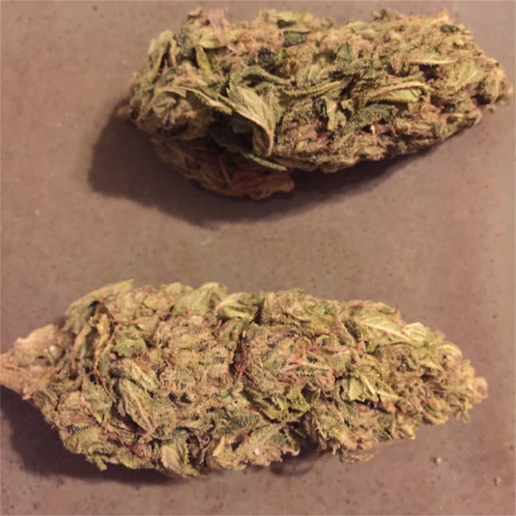 Goji Diesel