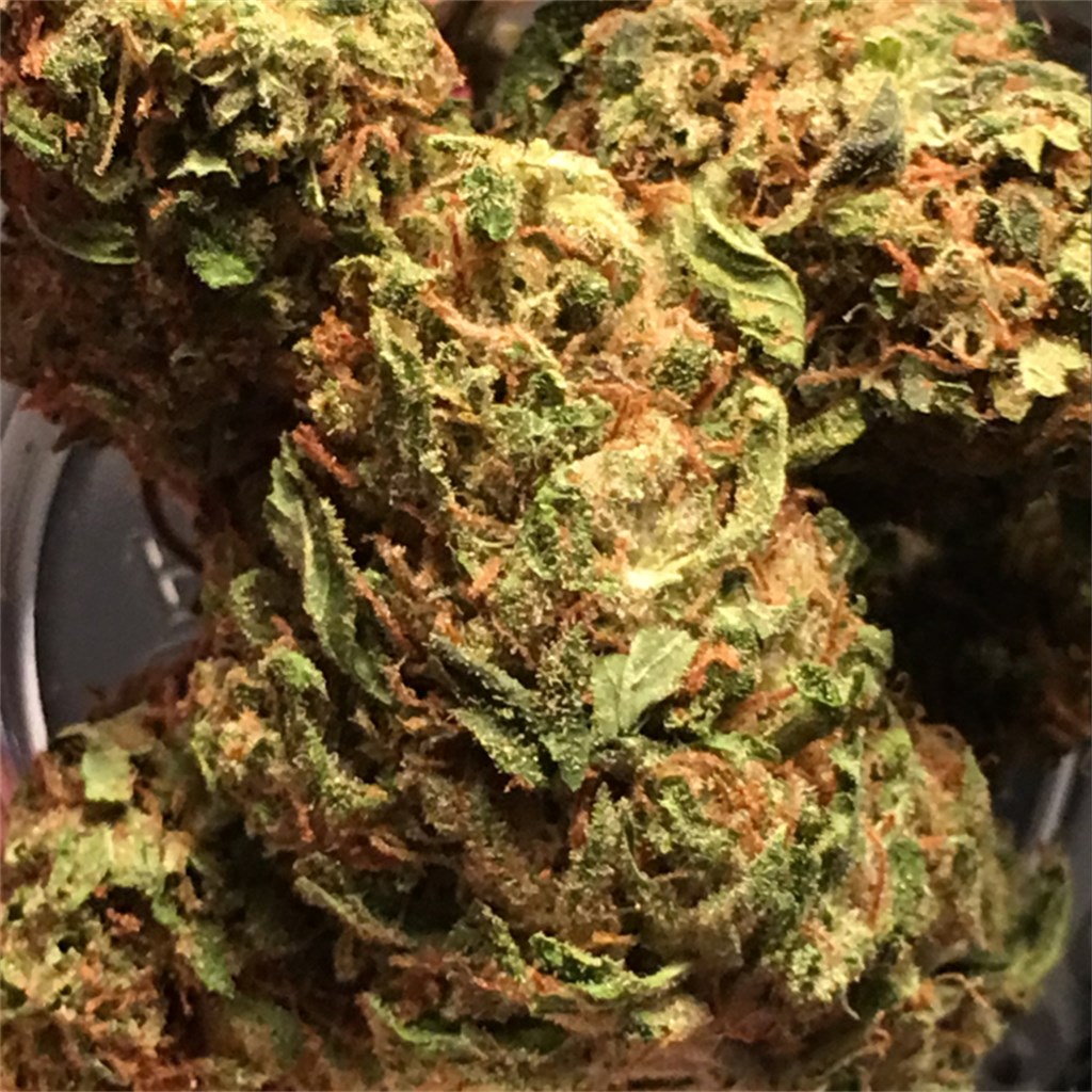 Foto de la variedad Golden Gage