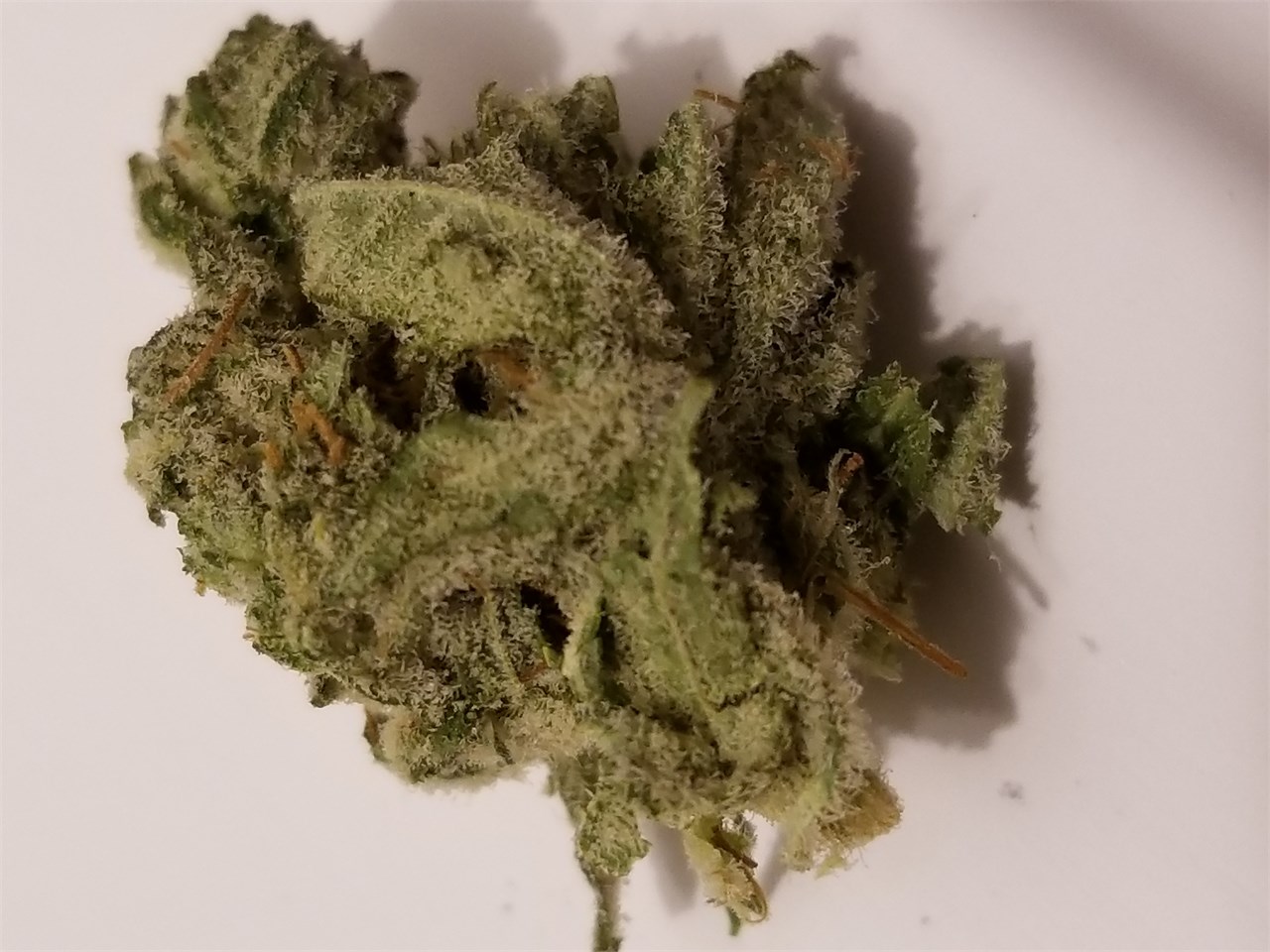 Foto de la variedad Golden Lemon