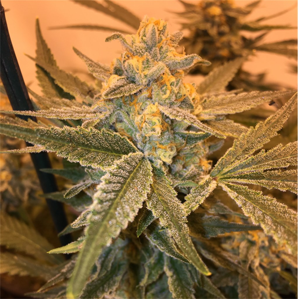 Foto de la variedad Golden Nugget