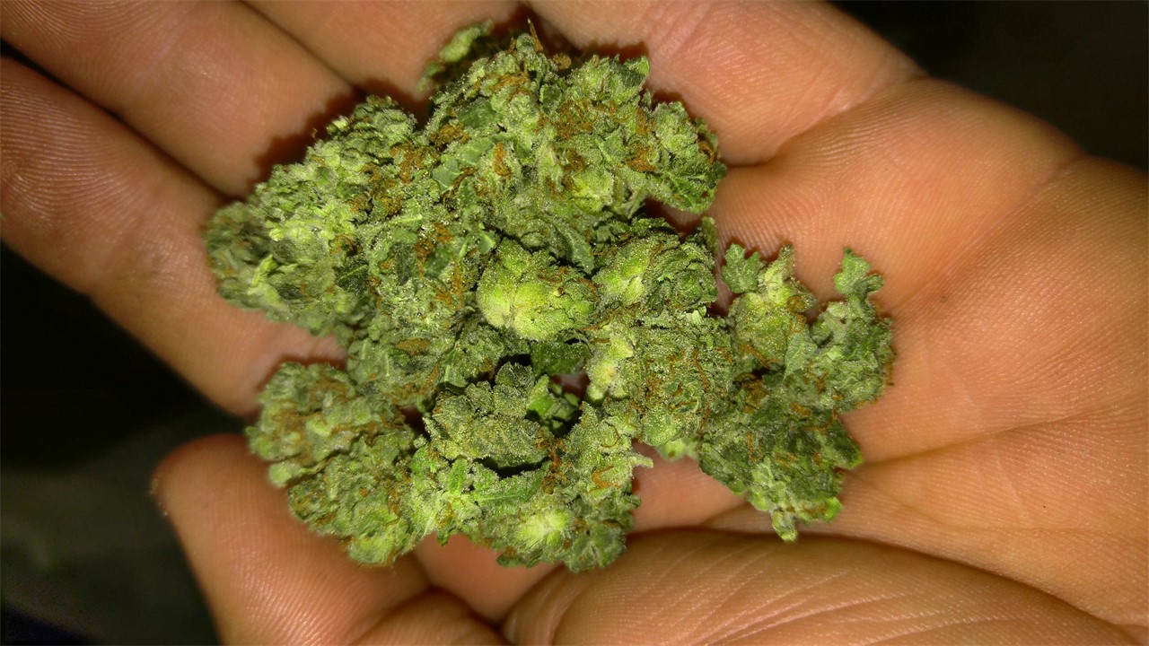Golden Panda