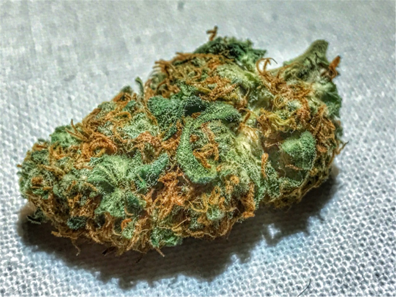 Foto de la variedad Good Medicine